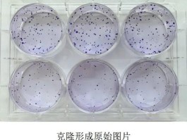 什么叫克隆化培养