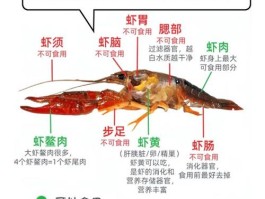 克氏螯虾能长多大