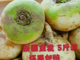 芜菁(芜菁和萝卜的区别)