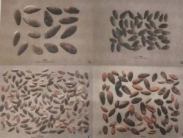 良渚文化主要以什么农作物为主(良渚文化时期的食物以什么为主)