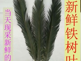 苏铁树叶的功效与作用(苏铁树叶的功效与作用及禁忌)