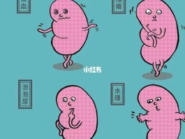 肾功能衰竭能活多久(老年人肾功能衰竭能活多久)