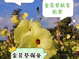 金花葵护肤品的功效和作用