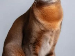 阿比西尼亚猫(阿比西尼亚猫为什么禁养)