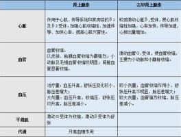 肾上腺素能受体主要分为什么和什么(肾上腺素能受体分为哪两种)