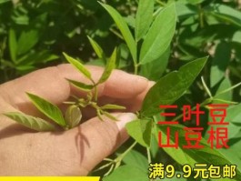 木豆根的功效与作用