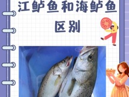 河鲈鱼和海鲈鱼哪个好