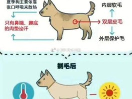 金毛如果被剃毛了怎么办(金毛如果被剃毛了怎么办图片)