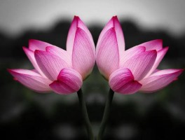 并蒂莲花的意思是什么(并蒂莲花指什么生肖)