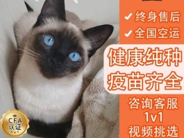 虎斑暹罗猫什么价位(虎斑暹罗猫市场价多少钱一只)