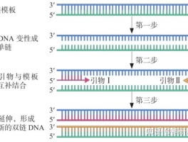 dna聚合酶1的作用