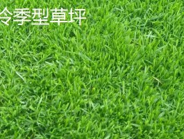 百喜草是冷季型还是暖季型(百喜草是冷季型还是暖季型植物)