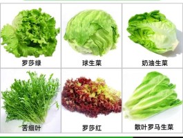 沙拉菜有几种蔬菜(沙拉菜有几种蔬菜做法)