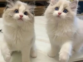 布偶猫多少钱一只(布偶猫多少钱一只市场价)