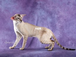 传统暹罗猫和现代暹罗猫区别(传统暹罗猫和现代暹罗猫区别大吗)