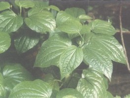 荜拔(荜拔香料的作用)