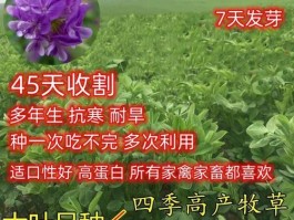 紫花苜蓿草怎么种植