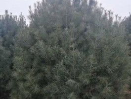 白皮松3米的价格多少(白皮松3.5米价格)