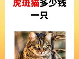 虎斑猫多少钱一只正常价