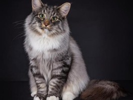 大型猫有哪些