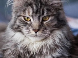 缅因猫是哪国的品种