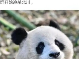 大熊猫寿命多久(大熊猫寿命多长)