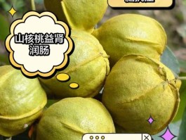 山核桃的营养价值和功效(山核桃的营养价值和功效作用)