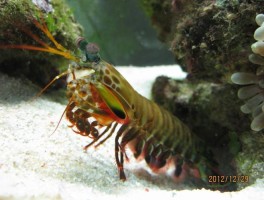 螳螂虾是淡水还是海水(螳螂虾是淡水还是海水养殖)