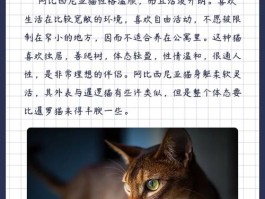阿比西尼亚猫的特点(阿比西尼亚猫的特点和外貌)