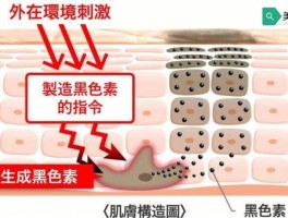 黑色素是什么(黑色素是什么药能治睡眠吗)