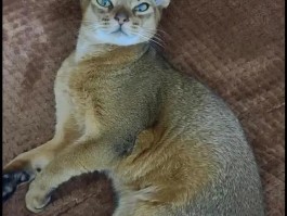 阿比西尼亚猫好养吗(阿比西尼亚猫好养吗知乎)