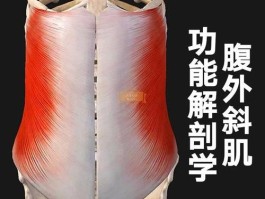 腹外斜肌人鱼线