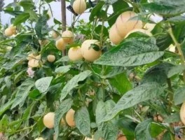 人参果是多年生还是一年生植物(人参果第二年还能活吗)