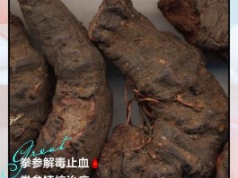 拳参功效作用与主治(拳参的功效与作用点的功效与作用)