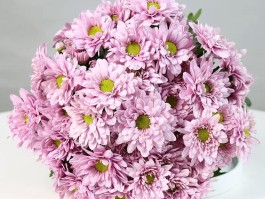 女生小雏菊的长什么样不是花
