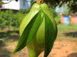 山竹是什么味(山竹是什么味道)