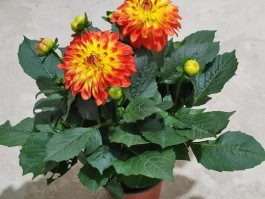 大丽花繁殖方法