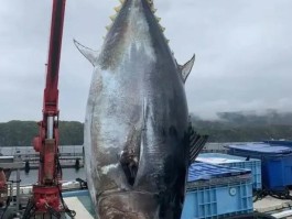 刺身是什么鱼