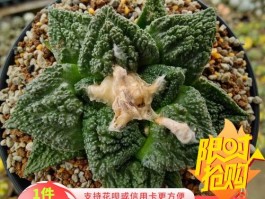 龟甲牡丹是几级保护植物(龟甲牡丹是几级保护植物吗)