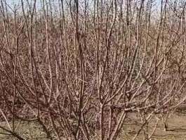 黄栌(黄栌盆景精品图片)