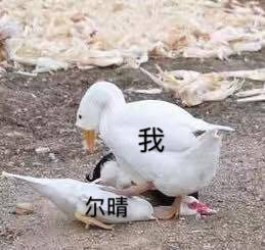 鹅毛了是什么梗？鹅毛了是什么意思？