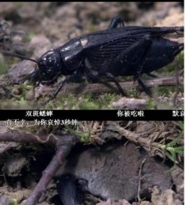 蛐蛐你是什么梗？蛐蛐你是什么意思？